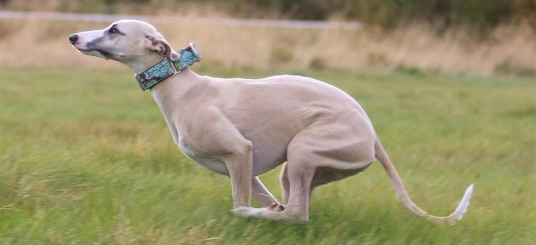 funny whippet